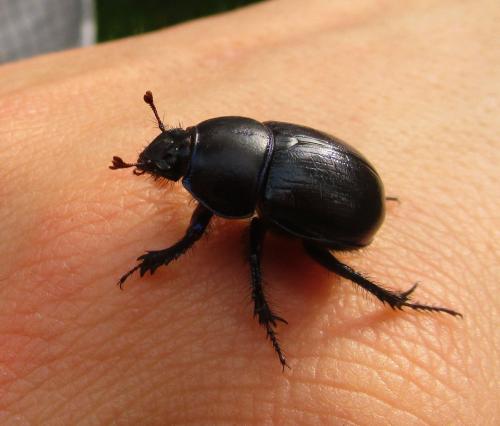 Anoplotrupes stercorosus